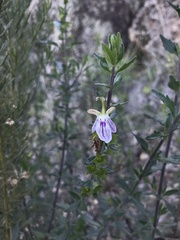 Teucrium bicolor