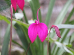 Masdevallia coccinea