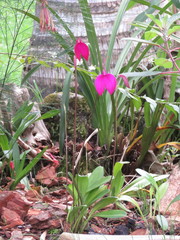 Masdevallia coccinea