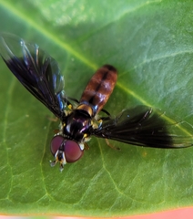 Ocyptamus antiphates