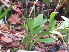 Masdevallia coccinea