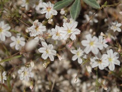 Eriogonum spergulinum