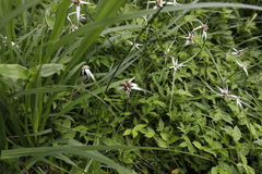 Rhynchospora nervosa