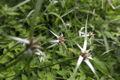 Rhynchospora nervosa