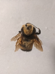 Bombus nevadensis