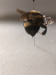 Bombus nevadensis