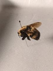 Bombus nevadensis