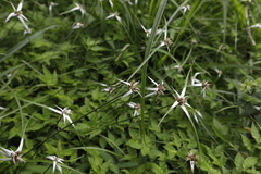 Rhynchospora nervosa