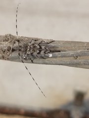 Acanthocinus obsoletus