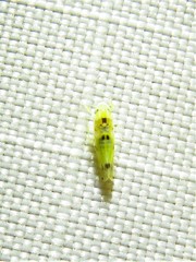 Erythroneura octonotata