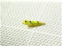 Erythroneura octonotata