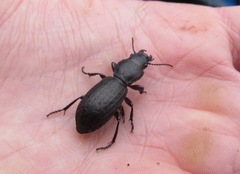 Mecodema sculpturatum