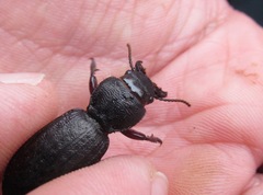 Mecodema sculpturatum