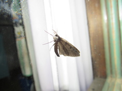 Hasodima ediliacarmenae