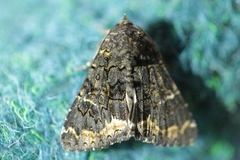 Catephia alchymista