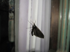 Hasodima ediliacarmenae