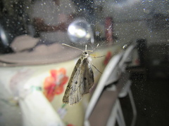 Hasodima ediliacarmenae