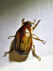 Callistethus marginatus
