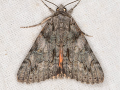 Catocala verrilliana