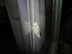 Hasodima ediliacarmenae