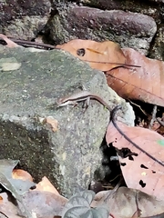 Sphenomorphus maculatus