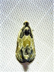 Olethreutes griseoalbana
