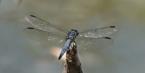 photo of Blue Dasher (Pachydiplax longipennis)