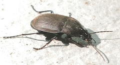 Chlaenius tomentosus