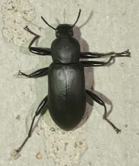 Merinus laevis