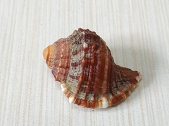 Ranularia