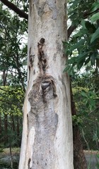 Phascolarctos cinereus