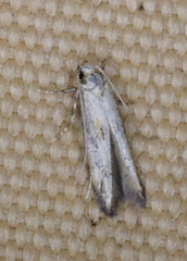 Blastodacna atra