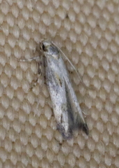 Blastodacna atra