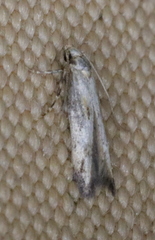 Blastodacna atra