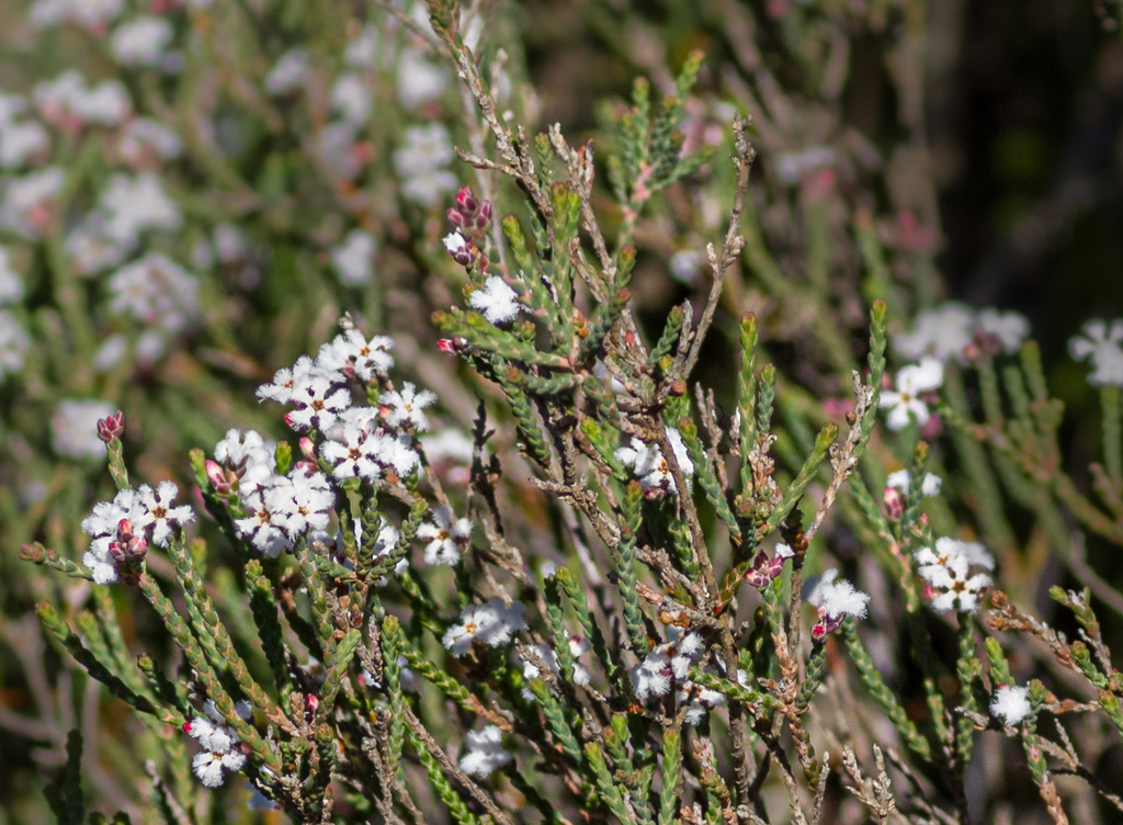 Leucopogon fimbriatus