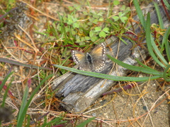 Pseudolucia chilensis
