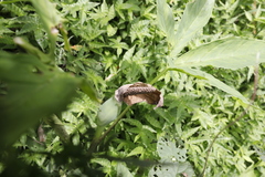 Xanthosoma wendlandii