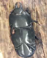 Hololepta