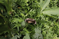 Xanthosoma wendlandii