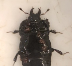 Hololepta