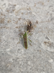 Homoeocerus bipunctatus