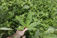 Xanthosoma wendlandii