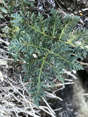 Cheilanthes glauca