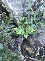 Cheilanthes glauca