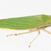 Draeculacephala robinsoni - Photo (c) solomon hendrix,  זכויות יוצרים חלקיות (CC BY-NC), uploaded by solomon hendrix