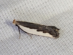 Dichomeris setosella