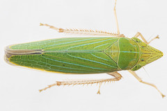 Draeculacephala robinsoni