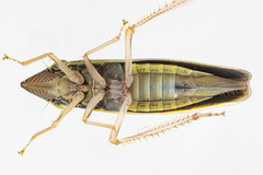 Draeculacephala robinsoni