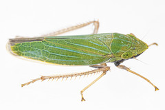 Draeculacephala robinsoni