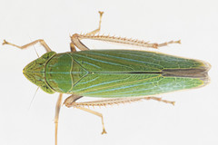 Draeculacephala robinsoni
